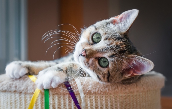 Красивый маленький серый котенок с зелеными глазами