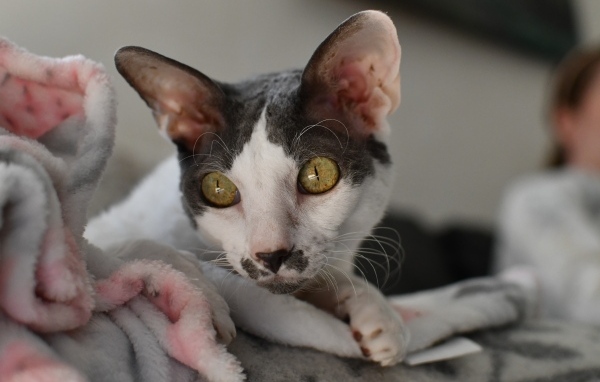 Красивый породистый кот лежит на кровати 