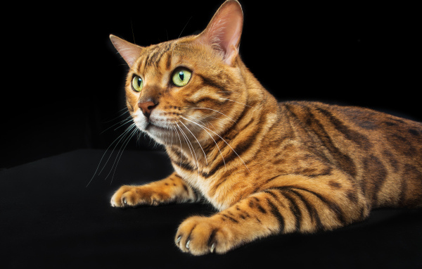 Бенгальский кот с зелеными глазами на черном фоне