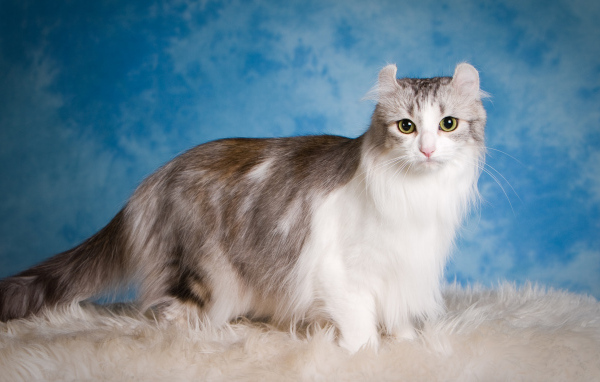 Большая красивая пушистая кошка на голубом фоне