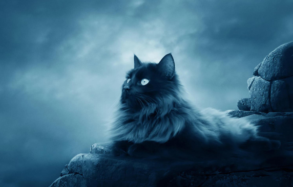 Большой черный кот лежит на камнях 