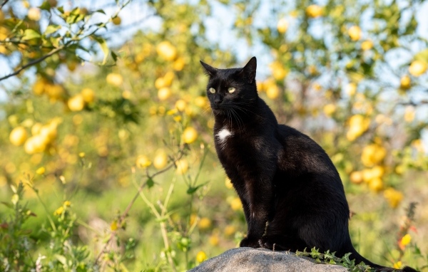 Большой черный кот сидит на камне в саду