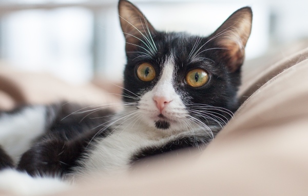 Черно-белый кот лежит на диване