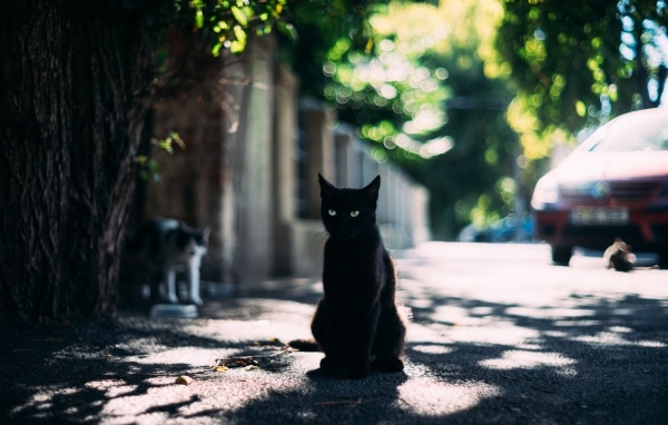 Черный зеленоглазый кот сидит на дороге