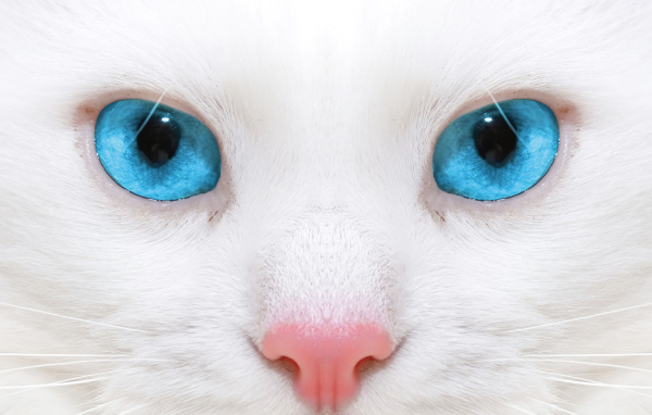Голубоглазая кошка с розовым носом