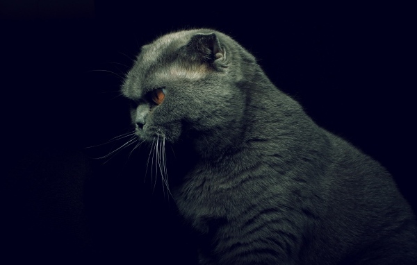 Британская кошка на черном фоне