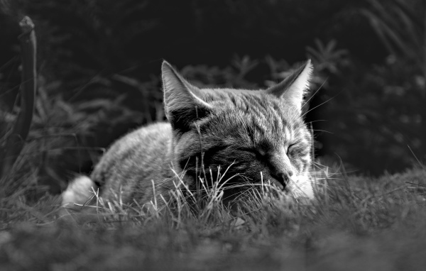 Кот спит в зеленой траве