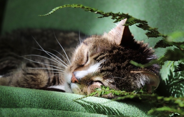 Милый кот спит на кровати у цветка