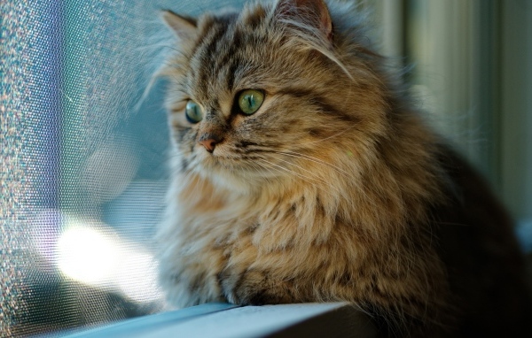 Пушистый серый зеленоглазый кот смотрит в окно 