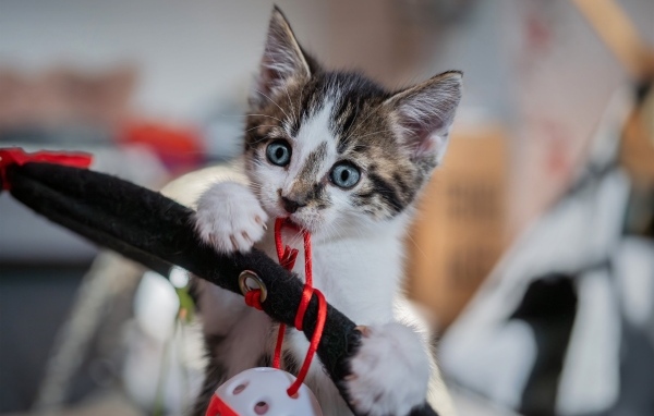 Смешной голубоглазый котенок играет с игрушкой