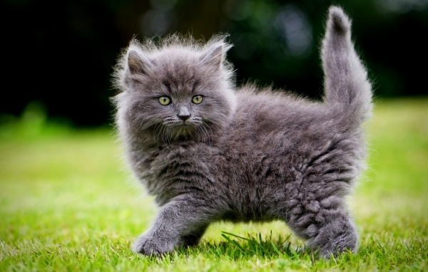 Смешной пушистый серый котенок на зеленой траве
