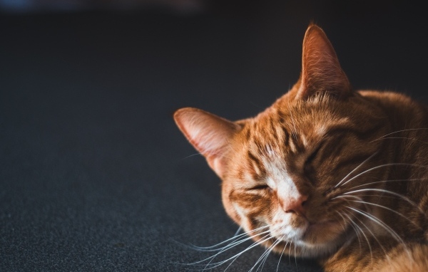 Рыжий кот спит на черной поверхности