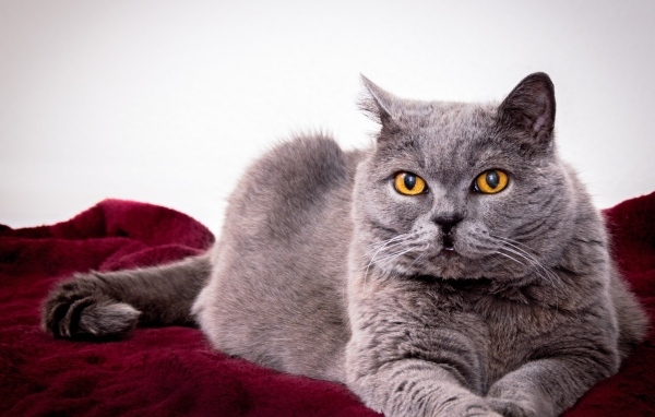 Серый породистый кот с желтыми глазами 