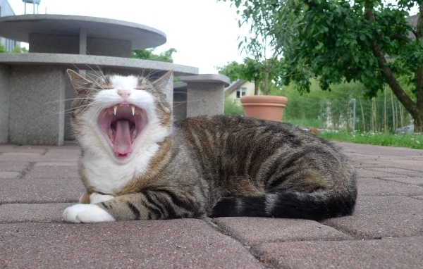 Серый полосатый кот зевает 