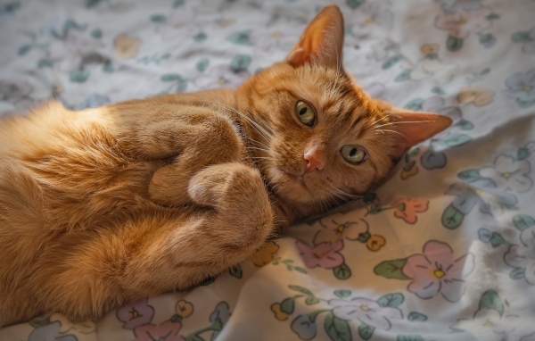 Зеленоглазый рыжий кот лежит на постели