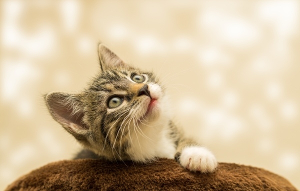 Маленький милый котенок смотрит на верх