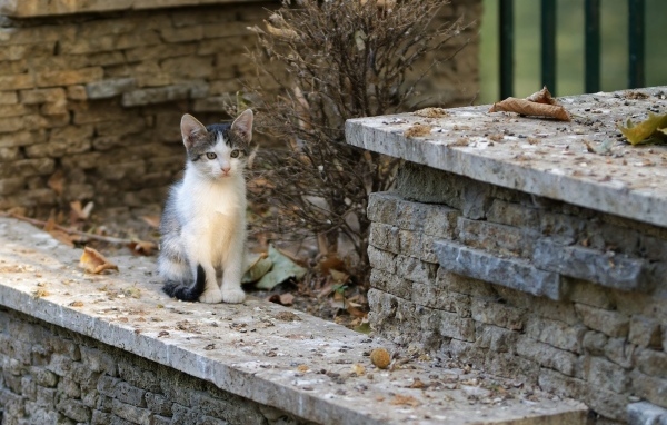 Маленький котенок на улице у дома