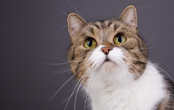 Морда зеленоглазой кошки на сером фоне
