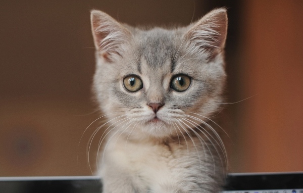 Морда маленького серого котенка крупным планом