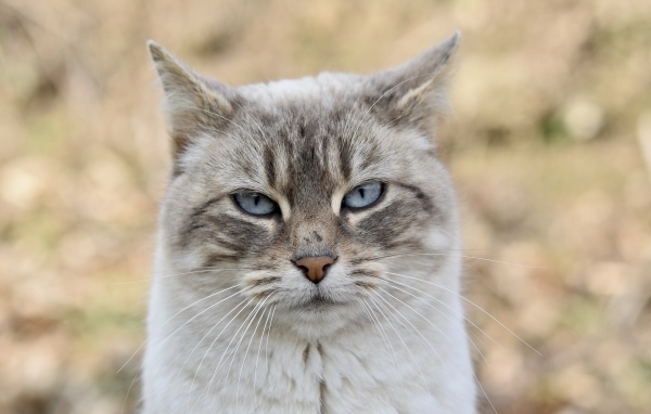 Породистая кошка с голубыми глазами крупным планом