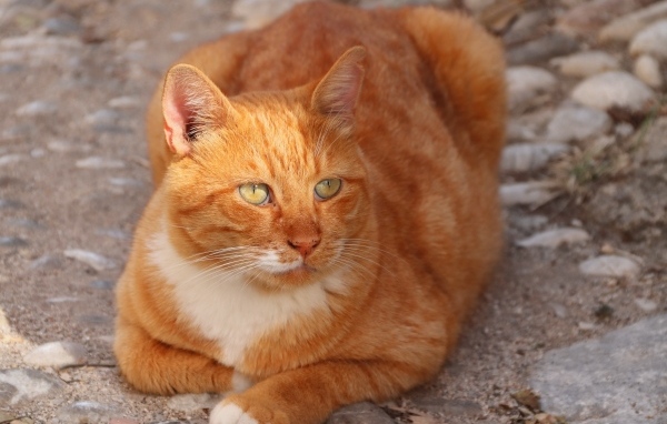 Рыжий кот на земле