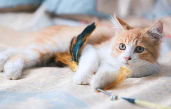 Рыжий котенок играет на кровати с перьями