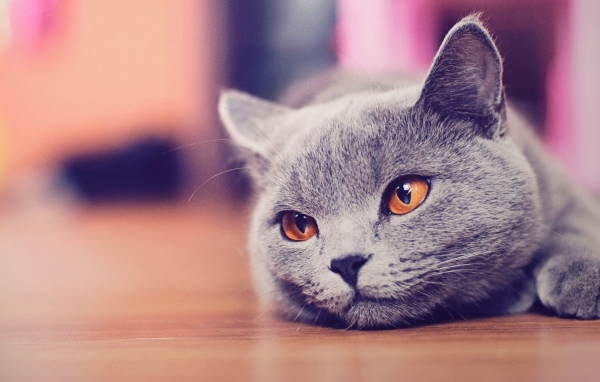 Русская голубая кошка с коричневыми глазами лежит на полу