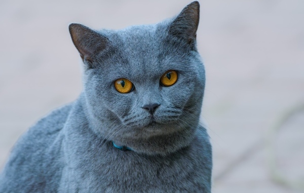 Русская голубая кошка с рыжими глазами