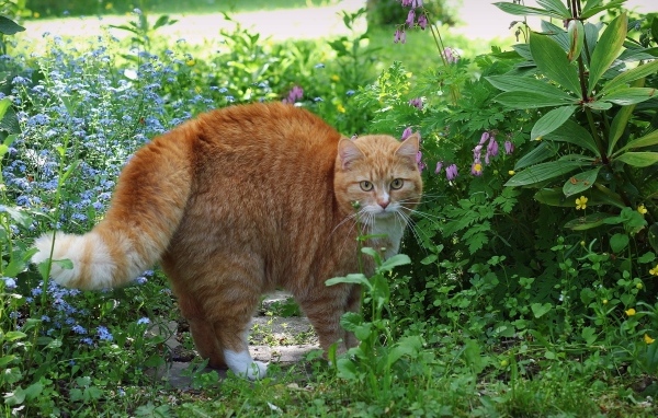 Испуганный рыжий кот в зеленой траве