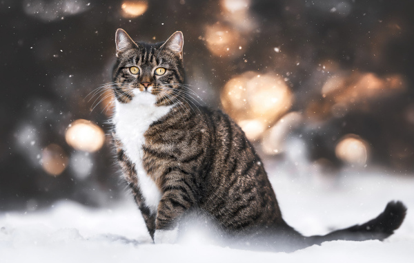 Полосатый кот сидит на холодном снегу