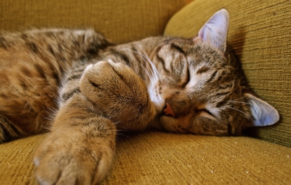 Полосатый серый кот спит на диване