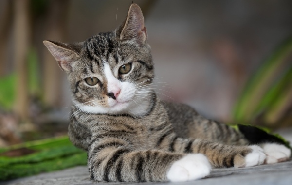 Полосатый котенок лежит на земле