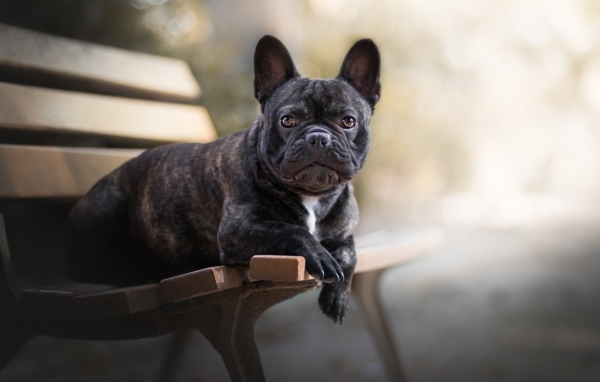 Большой французский бульдог лежит на лавке