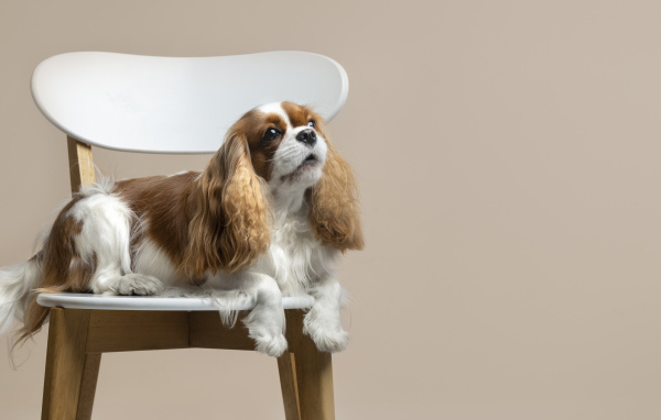 Красивый пес лежит на стуле на сером фоне