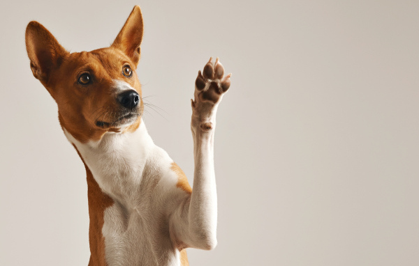 Красивая породистая собака с поднятой лапой на сером фоне