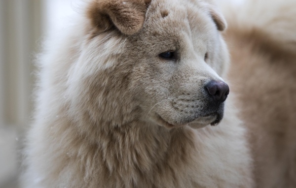 Большой старый пес акита ину