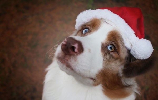 Голубоглазая австралийская овчарка в новогодней шапке