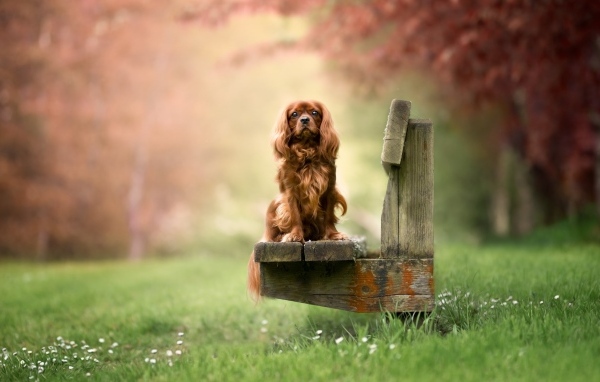 Коричневый кинг чарльз спаниель сидит на лавке