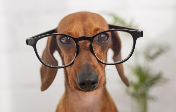 Коричневая такса в очках крупным планом