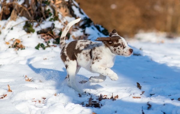 Веселый щенок бежит по снегу