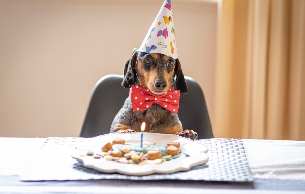 Такса отмечает день рождения