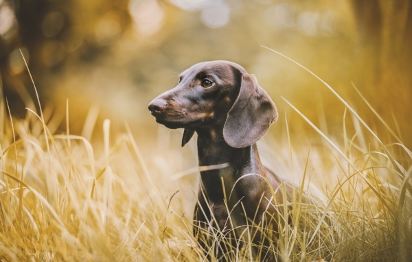 Такса сидит в высокой траве