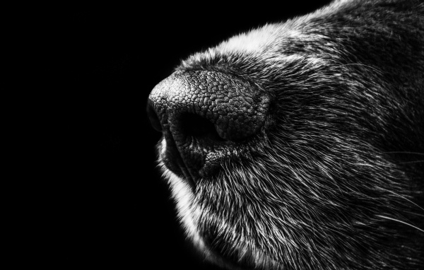 Нос собаки крупным планом на черном фоне