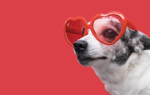 Собака в очках в форме сердца на красном фоне