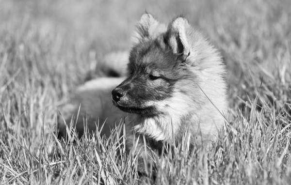Щенок евразийской овчарки лежит в траве