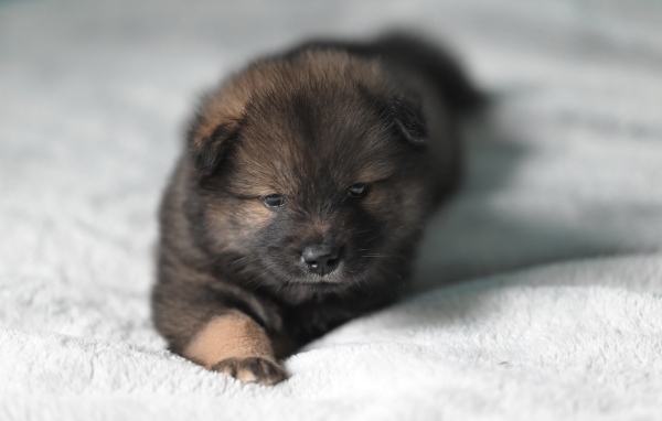 Щенок евразиер лежит на белой кровати