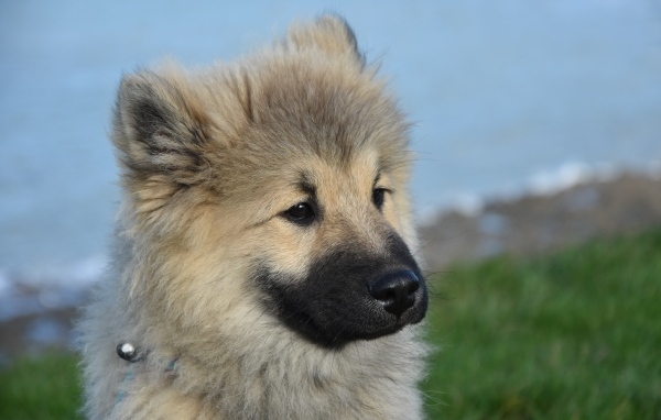 Щенок евразиер на зеленой траве