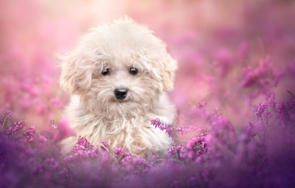 Пушистый белый пес в розовых цветах