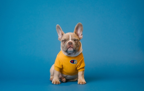 Французский бульдог в свитере на голубом фоне