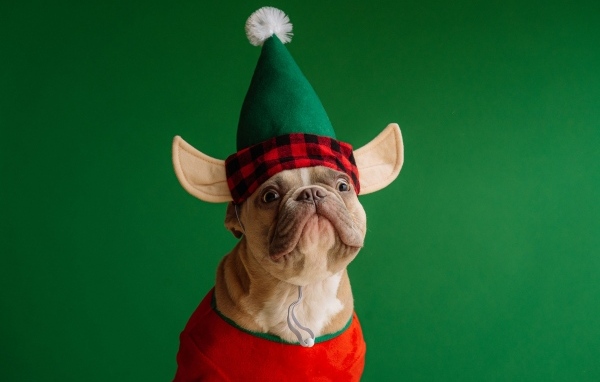 Смешной французский бульдог в костюме на зеленом фоне